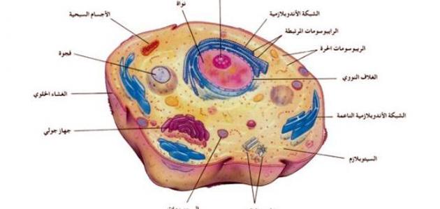 صور الخلية الحيوانية - مكونات الخلية الحيوانية -D8-B5-D9-88-D8-B1 -D8-A7-D9-84-D8-Ae-D9-84-D9-8A-D8-A9 -D8-A7-D9-84-D8-Ad-D9-8A-D9-88-D8-A7-D9-86-D9-8A-D8-A9 -D9-85-D9-83-D9-88-D9-86-D8-A7-D8-Aa -D8-A7-D9-84-D8-Ae-D9-84-D9-8A-D8-A9 -D8-A7-D9-84 2