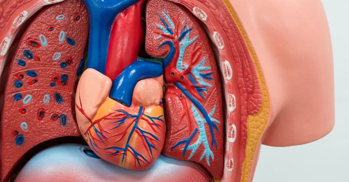 اسباب ضعف عضلة القلب , أوجاع القلب متعبه