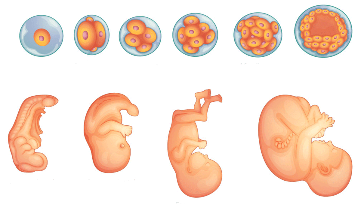 ماهي مراحل الحمل , ستندهشي منها تعرفي عليها بالكامل