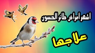 علاج طائر الحسون المنتفخ , طائري الجميل تعبان اعمل ايه