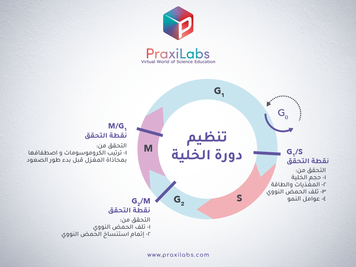 دورة حياة الخلية- تعرف على حياة الخلية دورة حياة الخلية تعرف على حياة الخلية