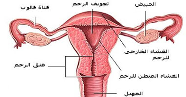 صور عنق الرحم - صور من داخل رحم المراه -D8-B5-D9-88-D8-B1 -D8-B9-D9-86-D9-82 -D8-A7-D9-84-D8-B1-D8-Ad-D9-85 -D8-B5-D9-88-D8-B1 -D9-85-D9-86 -D8-Af-D8-A7-D8-Ae-D9-84 -D8-B1-D8-Ad-D9-85 -D8-A7-D9-84-D9-85-D8-B1-D8-A7-D9-87 1