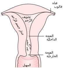 صور عنق الرحم - صور من داخل رحم المراه -D8-B5-D9-88-D8-B1 -D8-B9-D9-86-D9-82 -D8-A7-D9-84-D8-B1-D8-Ad-D9-85 -D8-B5-D9-88-D8-B1 -D9-85-D9-86 -D8-Af-D8-A7-D8-Ae-D9-84 -D8-B1-D8-Ad-D9-85 -D8-A7-D9-84-D9-85-D8-B1-D8-A7-D9-87