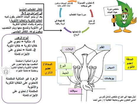 تعالوا شوفوا مطوية بنتي لمادة العلوم - تعلم طريقه عمل مطويه -D8-Aa-D8-B9-D8-A7-D9-84-D9-88-D8-A7 -D8-B4-D9-88-D9-81-D9-88-D8-A7 -D9-85-D8-B7-D9-88-D9-8A-D8-A9 -D8-A8-D9-86-D8-Aa-D9-8A -D9-84-D9-85-D8-A7-D8-Af-D8-A9 -D8-A7-D9-84-D8-B9-D9-84-D9-88-D9-85 -D8-Aa 3