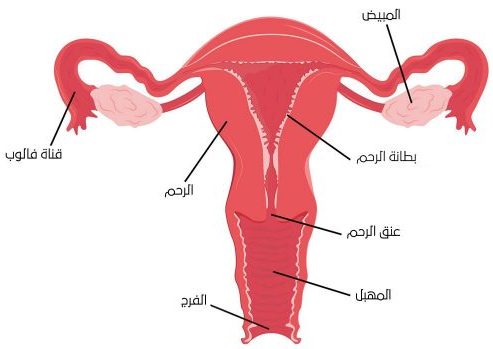 شكل الجهاز التناسلي للمراة - بالصور شرح تفصيلي للعضو النسائي -D8-B4-D9-83-D9-84 -D8-A7-D9-84-D8-Ac-D9-87-D8-A7-D8-B2 -D8-A7-D9-84-D8-Aa-D9-86-D8-A7-D8-B3-D9-84-D9-8A -D9-84-D9-84-D9-85-D8-B1-D8-A7-D8-A9 -D8-A8-D8-A7-D9-84-D8-B5-D9-88-D8-B1 -D8-B4-D8-B1-D8-Ad