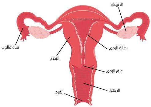 تاخر الدورة الشهرية اسبوع , أسباب تأخر الدورة الشهرية