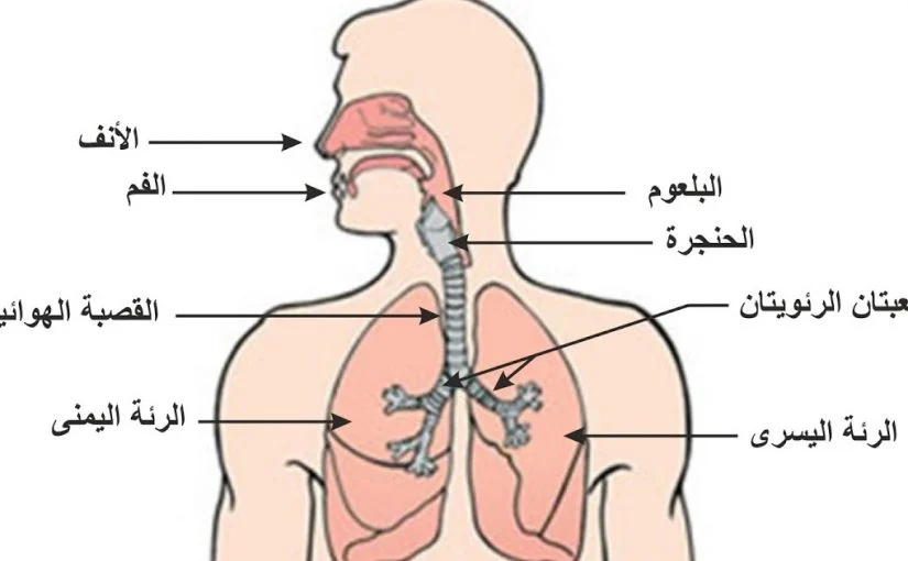 اذكر الوظائف الرئيسية للجهاز التنفسي , تعلم عن الرئه المسؤله عن التنفس