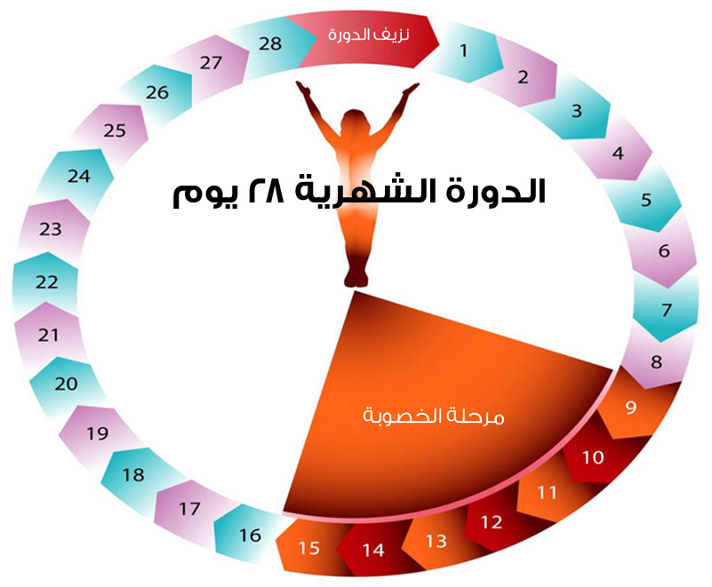 معنى الدوره الشهريه بالانجليزي تعلم ا