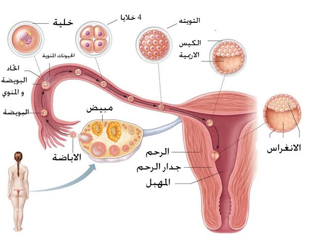 ما هي علامات تخصيب البويضة , هل يوجد علامات عند حدوث تلقيح للبويضة