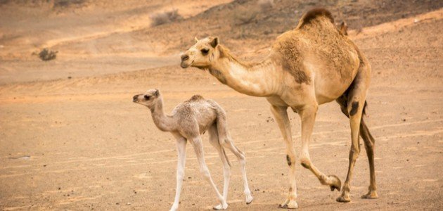 اسم ابن الجمل , ماذا يطلق على صغير الناقه