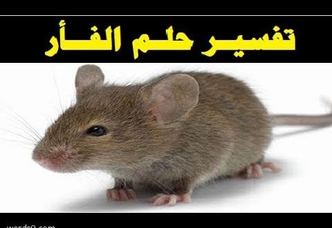 حلم الفار , تغسير حلم القوارض