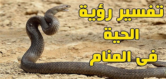 تفسير الحيه في الحلم , شاهدت افعى فى المنام فما التفسير