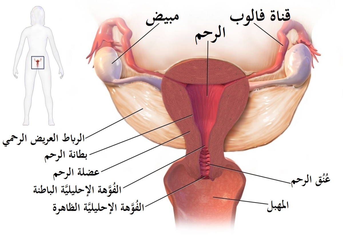 التهابات المهبل بالصور - تخلصي من الالتهابات نهائي في اسرع وقت -D8-A7-D9-84-D8-Aa-D9-87-D8-A7-D8-A8-D8-A7-D8-Aa -D8-A7-D9-84-D9-85-D9-87-D8-A8-D9-84 -D8-A8-D8-A7-D9-84-D8-B5-D9-88-D8-B1 -D8-Aa-D8-Ae-D9-84-D8-B5-D9-8A -D9-85-D9-86 -D8-A7-D9-84-D8-A7-D9-84-D8-Aa 1