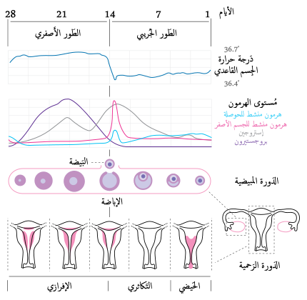 دوره الشهريه للنساء- معلومات مهمة لكل بنت وكل امراة -D8-Af-D9-88-D8-B1-D9-87 -D8-A7-D9-84-D8-B4-D9-87-D8-B1-D9-8A-D9-87 -D9-84-D9-84-D9-86-D8-B3-D8-A7-D8-A1 -D9-85-D8-B9-D9-84-D9-88-D9-85-D8-A7-D8-Aa -D9-85-D9-87-D9-85-D8-A9 -D9-84-D9-83-D9-84 -D8-A8