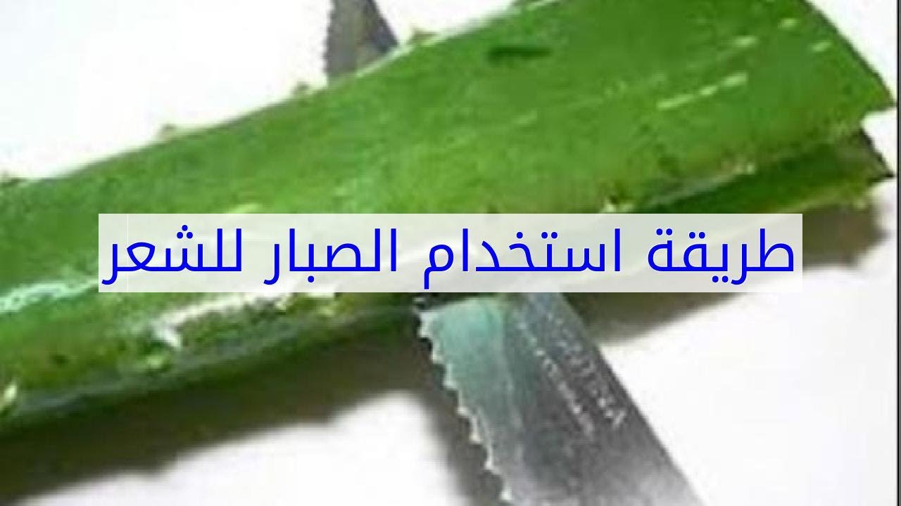 طريقة استعمال الصبار للشعر - احسن طرق لاستخدام الصبار ليفيد الشعر -D8-B7-D8-B1-D9-8A-D9-82-D8-A9 -D8-A7-D8-B3-D8-Aa-D8-B9-D9-85-D8-A7-D9-84 -D8-A7-D9-84-D8-B5-D8-A8-D8-A7-D8-B1 -D9-84-D9-84-D8-B4-D8-B9-D8-B1 -D8-A7-D8-Ad-D8-B3-D9-86 -D8-B7-D8-B1-D9-82 -D9-84-D8-A7