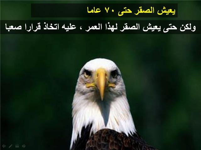 قصيدة عن الصيد - أفضل كلمات عن الصيد -D9-82-D8-B5-D9-8A-D8-Af-D8-A9 -D8-B9-D9-86 -D8-A7-D9-84-D8-B5-D9-8A-D8-Af -D8-A3-D9-81-D8-B6-D9-84 -D9-83-D9-84-D9-85-D8-A7-D8-Aa -D8-B9-D9-86 -D8-A7-D9-84-D8-B5-D9-8A-D8-Af 3