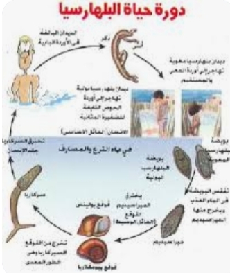 اعراض مرض البلهارسيا- تعرف على أعراض قد تظهر عند الاصابه بالبلهارسيا Img -D9-A2-D9-A0-D9-A2-D9-A2-D9-A0-D9-A6-D9-A2-D9-A8 -D9-A1-D9-A8-D9-A2-D9-A8-D9-A0-D9-A4