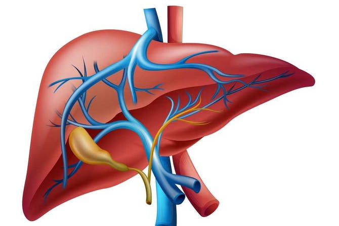 اعراض الفشل الكبدي-ما هو الدليل علي وجود الفشل الكلوي الحاد Liver 3