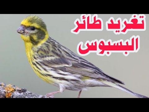 طائر البسبوس الجزائري , طائر شكله جميل