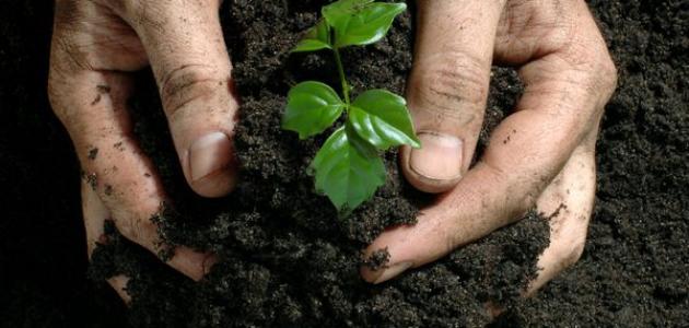 غدانا في المزرعة , حديث عن الطبيعه