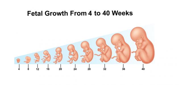 كيف يتكون الجنين في الاسبوع الاول , مراحل واسابيع الحمل الاولي
