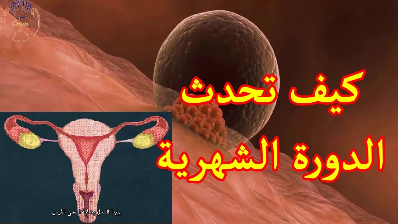 كيف يتم نزول الدورة الشهرية , معلومه لكل بنت