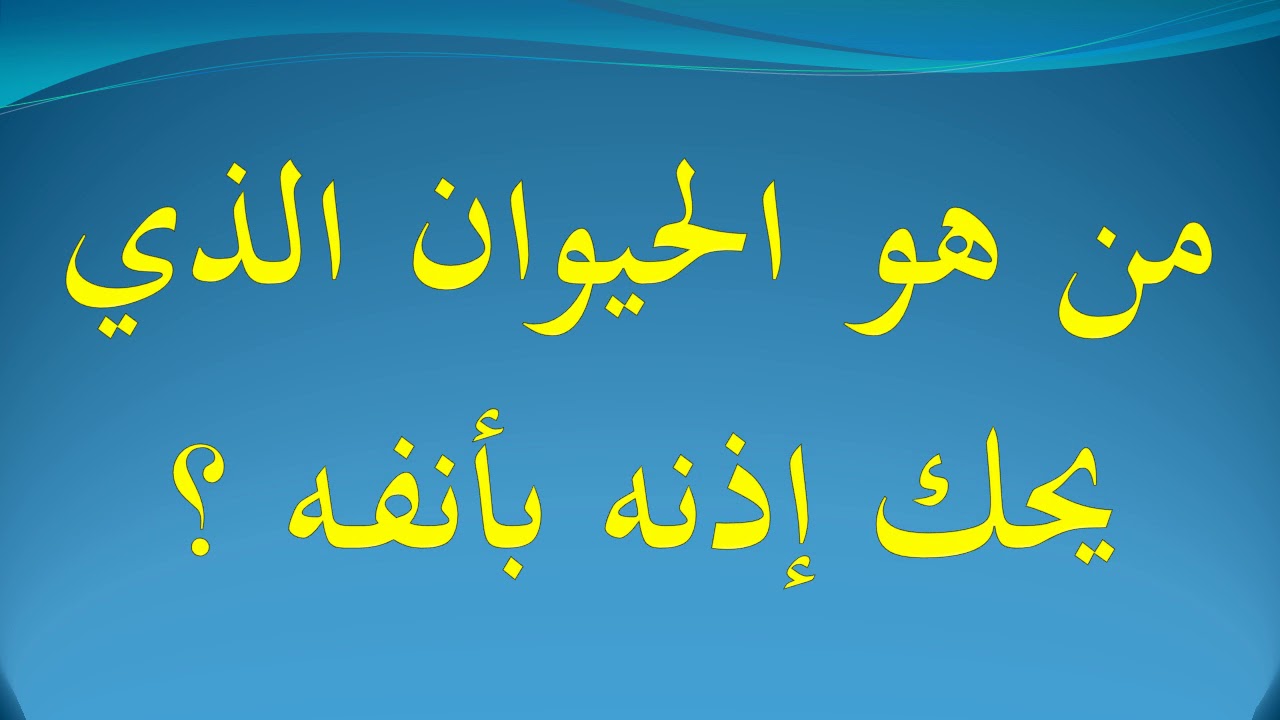 ماهو الحيوان الذى يحك اذنه بانفه , فكر شويه وشغل مخك