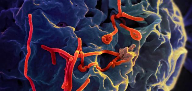 ماهو مرض الايبولا , Ebola Virus بالتفصيل