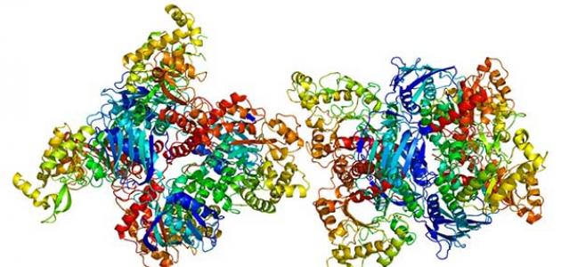 معلومات عن انزيم الاميليز-مالاتعرفه عن انزيم الامبليز معلومات عن انزيم الاميليزمالاتعرفه ع