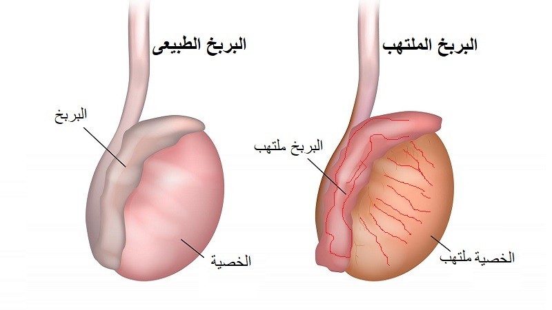 ما هي الخصية , تعرف معنا عن مفهوم الخصيه وماذا تفعل